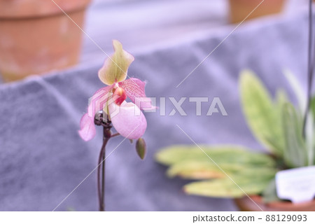 Miniature-like carnivorous plant 1 Miniature-like carnivorous plant 1 88129093