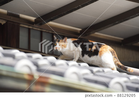 cat  88129205