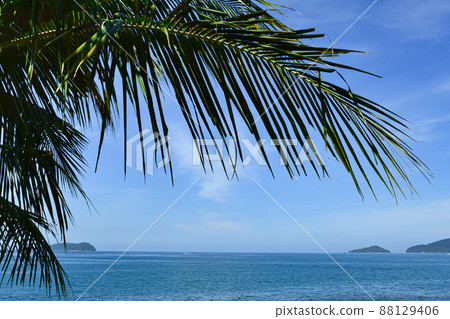 Palm tree with blue sky and beautiful tropical background 88129406