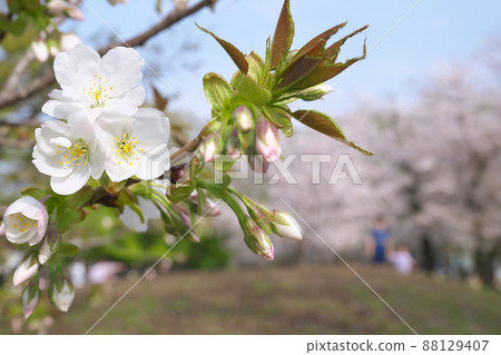 Sakura blooming-cherry blossom viewing with parents and children 3: 2 version 88129407