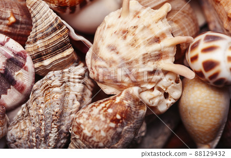 a lot of different empty sea shells, natural background, macro details a lot of different empty sea shells, natural background, macro details 88129432