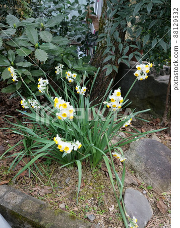 Narcissus 88129532