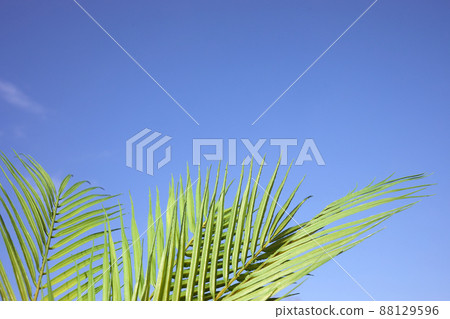 Palm sunday concept. Palm Leaf om blue sky background. Celebration entrance of Jesus into Jerusalem. 88129596