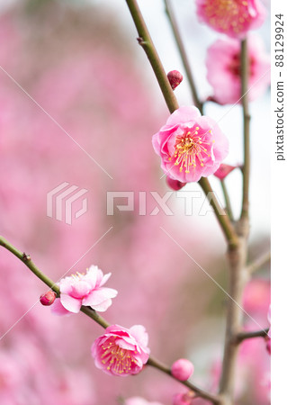 開花的桃紅色李子 開花的桃紅色李子 88129924