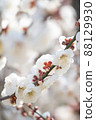 Flowering white plum 88129930