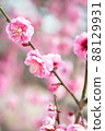 Flowering pink plum 88129931