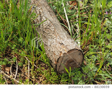 Image of firewood (for camping, etc.) Image of firewood (for camping, etc.) 88130039