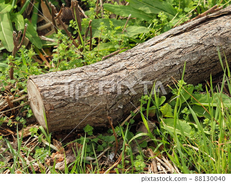 木柴的圖像（用於露營等） 88130040