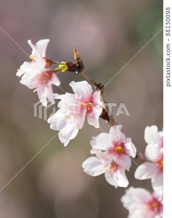 Image of spring (almond flower) 88130098