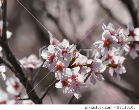 Image of spring (almond flower) Image of spring (almond flower) 88130103