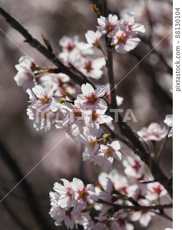 春天的形象(杏仁花) 春天的形象(杏仁花) 88130104