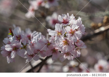 Image of spring (almond flower) Image of spring (almond flower) 88130105