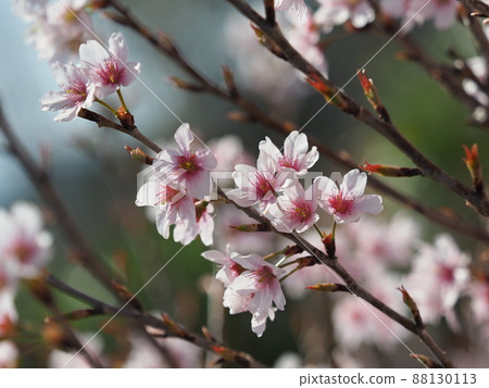 Image of spring (almond flower) Image of spring (almond flower) 88130113