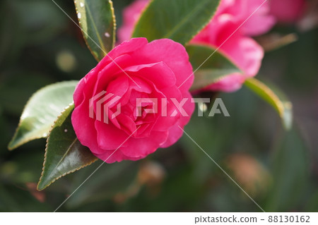 Sasanqua (Camellia sasanqua) Sasanqua (Camellia sasanqua) 88130162