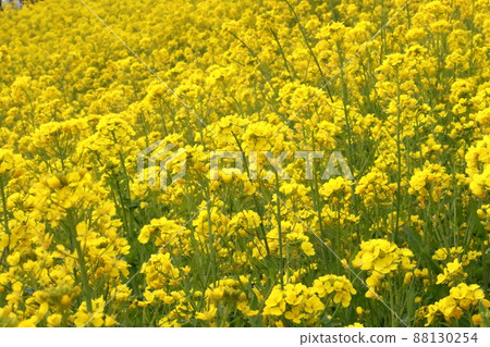 母親牧場強姦開花 母親牧場強姦開花 88130254