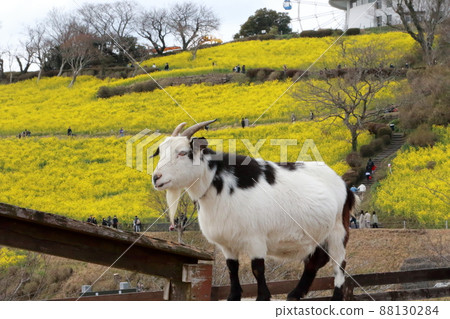 母親農場的動物 88130284