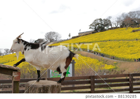 Animals on Mother Farm 88130285