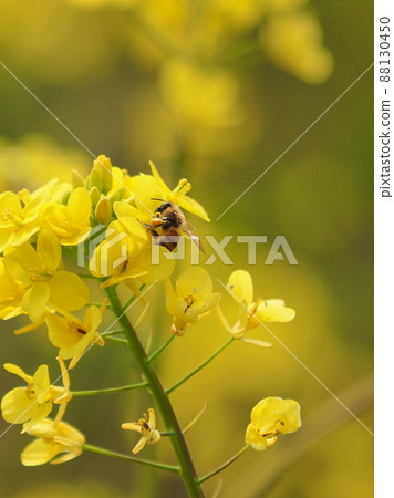 油菜花和蜜蜂 油菜花和蜜蜂 88130450
