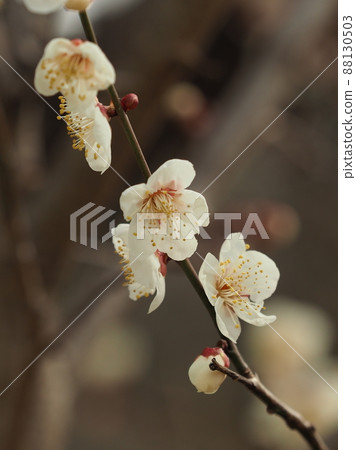 Ume (Photo: Dazaifu) Ume (Photo: Dazaifu) 88130503