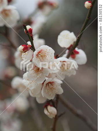 Ume (Photo: Dazaifu) Ume (Photo: Dazaifu) 88130532