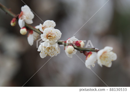 Ume (Photo: Dazaifu) Ume (Photo: Dazaifu) 88130533