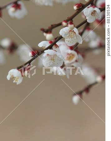 梅(照片:太宰府) 梅(照片:太宰府) 88130534