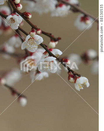 梅(照片:太宰府) 梅(照片:太宰府) 88130535
