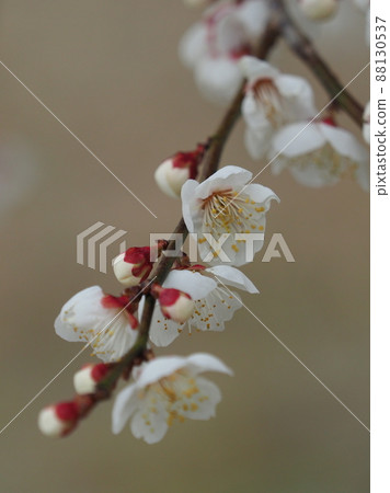梅(照片:太宰府) 梅(照片:太宰府) 88130537
