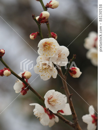 梅(照片:太宰府) 梅(照片:太宰府) 88130538