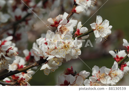 梅(照片:太宰府) 梅(照片:太宰府) 88130539