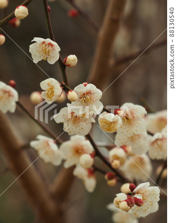 梅(照片:太宰府) 梅(照片:太宰府) 88130540