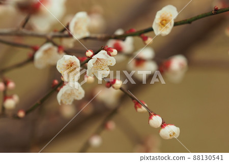Ume (Photo: Dazaifu) Ume (Photo: Dazaifu) 88130541