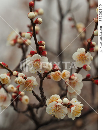 Ume (Photo: Dazaifu) 88130549