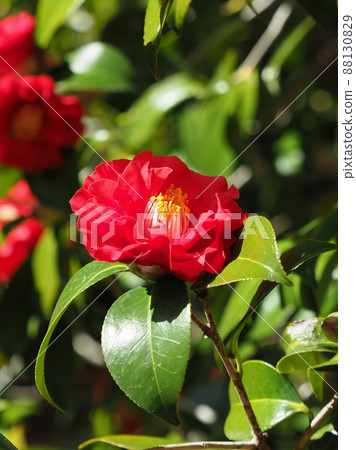 山茶花（Camellia：強調質感） 88130829