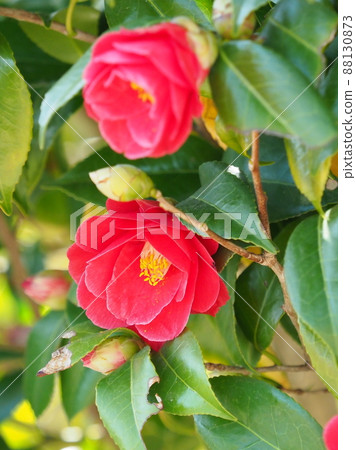 Camellia (Camellia: emphasis on texture) 88130873
