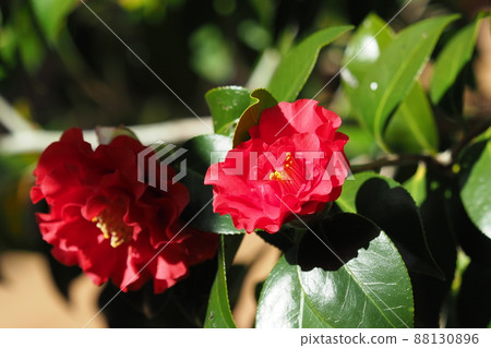 山茶花（Camellia：強調質感） 88130896