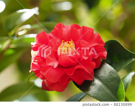 Camellia (Camellia: emphasis on texture) Camellia (Camellia: emphasis on texture) 88130899