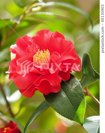 Camellia (Camellia: emphasis on texture) 88130903