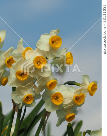 水仙(自然紋理攝影) 水仙(自然紋理攝影) 88131053