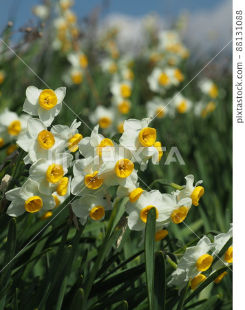 水仙（自然紋理攝影） 88131088