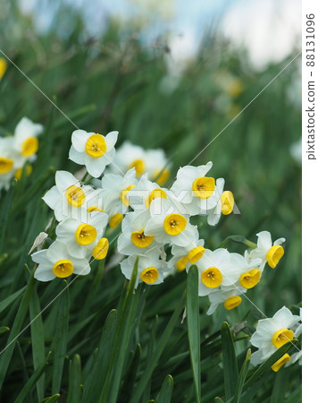 Narcissus (natural texture photography) 88131096