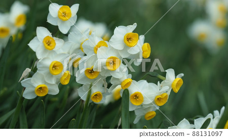 Narcissus (natural texture photography) 88131097