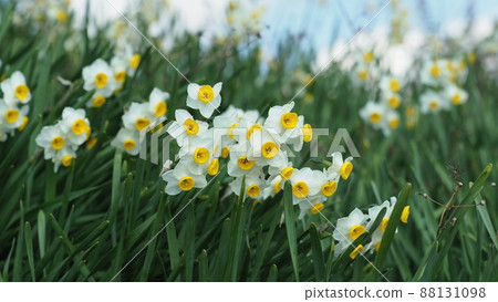 Narcissus (natural texture photography) 88131098