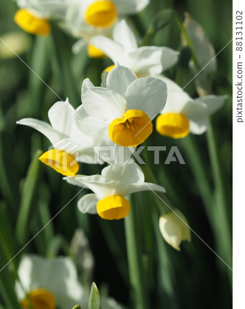 Narcissus (natural texture photography) Narcissus (natural texture photography) 88131102