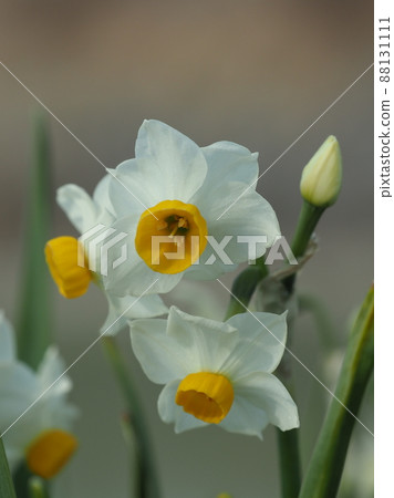 Narcissus (natural texture photography) Narcissus (natural texture photography) 88131111