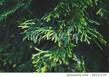a thuja close up. the thuja branch background 88131270