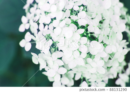 white hydrangea flower with copy space on a green leaves background in the garden white hydrangea flower with copy space on a green leaves background in the garden 88131290