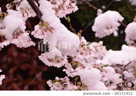 早春有雪的櫻花 88131452
