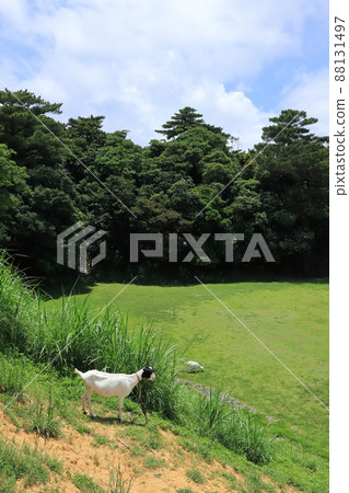 除草工作中的沖繩名護宮裡公園山羊 除草工作中的沖繩名護宮裡公園山羊 88131497