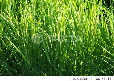 Agricultural image (rice farming) 88131711